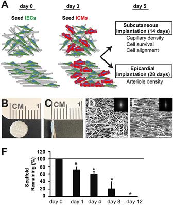 Vascularization of Engineered Spatially Patterned Myocardial Tissue Derived From Human Pluripotent Stem Cells in vivo